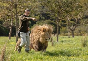 Wildtiere hautnah- Löwe mit Riesenmähne